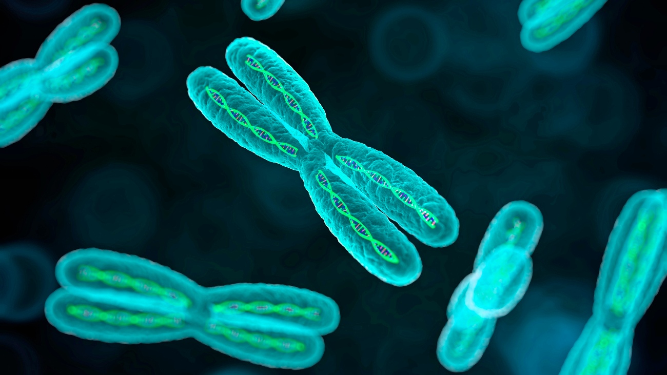 waarom hebben chromosomen een x-vorm?