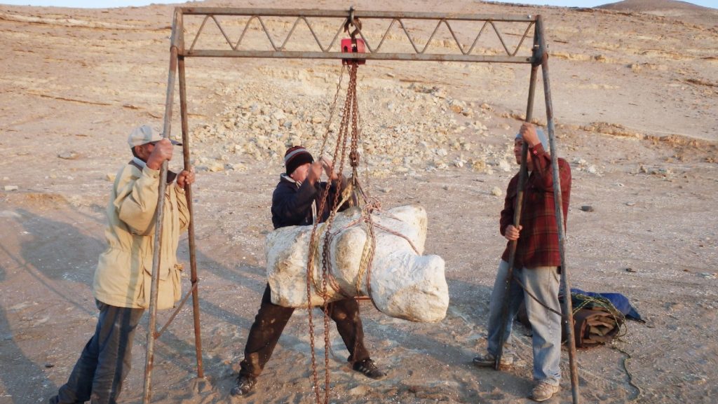 Een ruggenwervel van de prehistorische walvis Perucetus collosus.