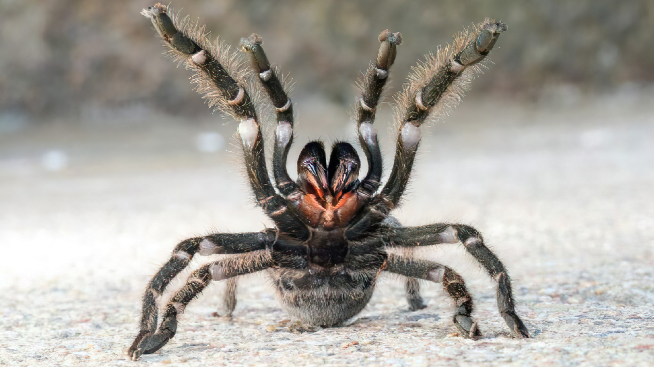 Perzische gouden tarantula in aanvalspositie