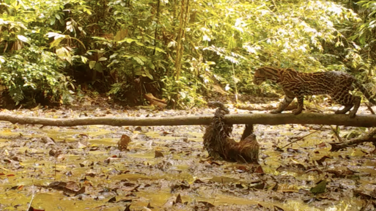 Luiaard en ocelot bij de mineral lick