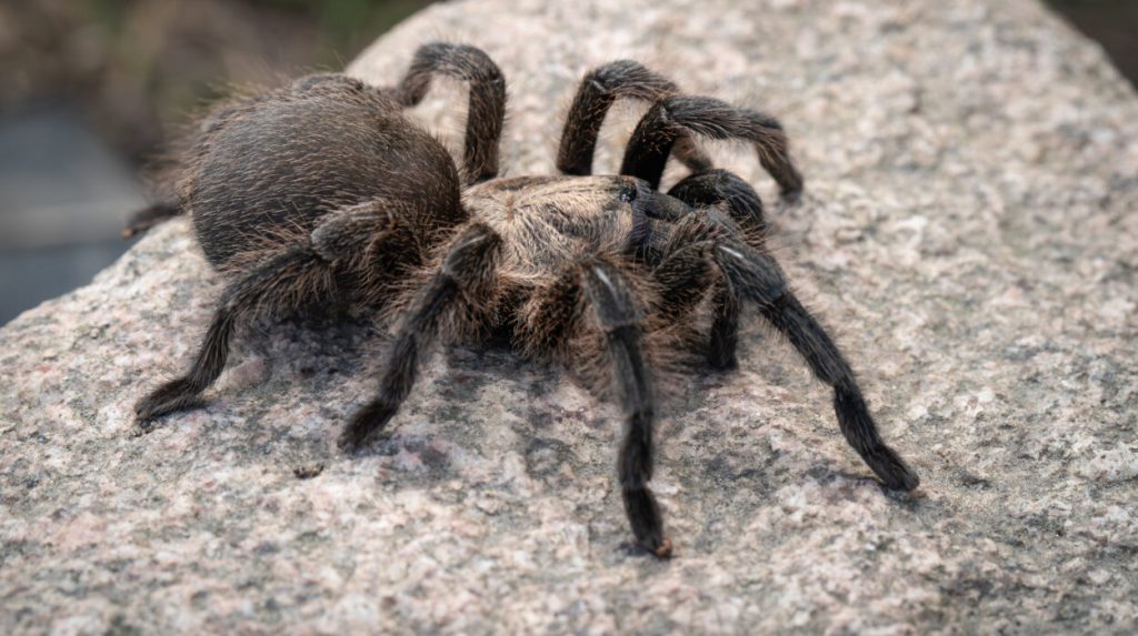 Perzische goudtarantula zit stil op een steen. De gouden haartjes zijn goed te zien. 