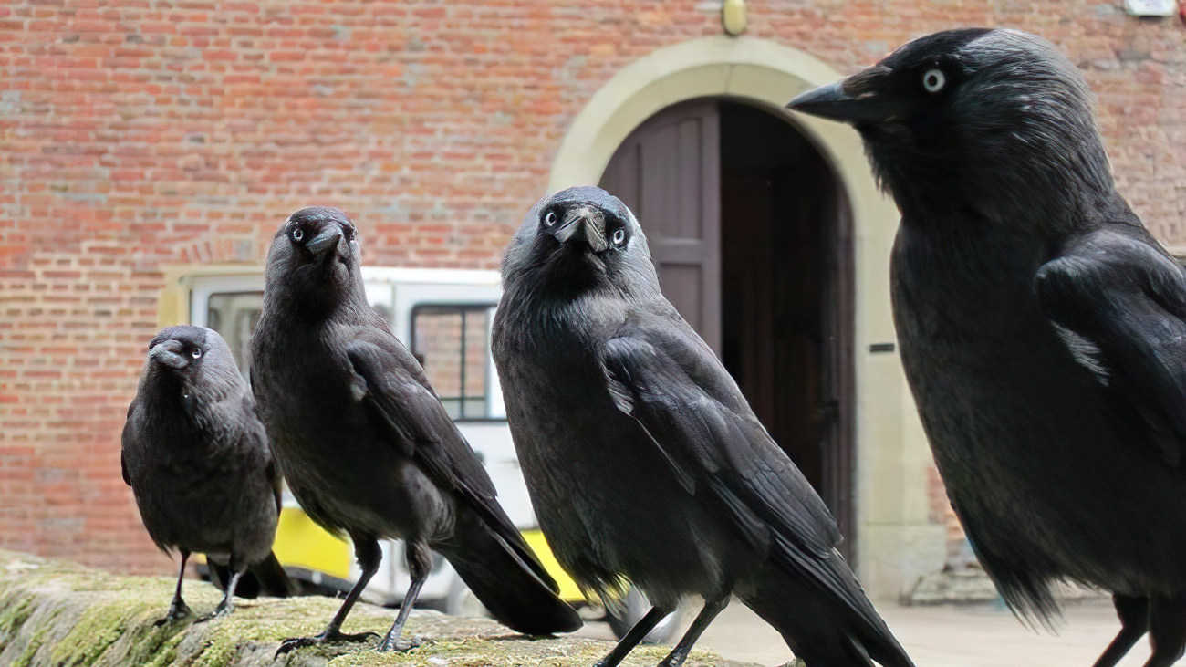 Vier kauwen op een stenen muurtje