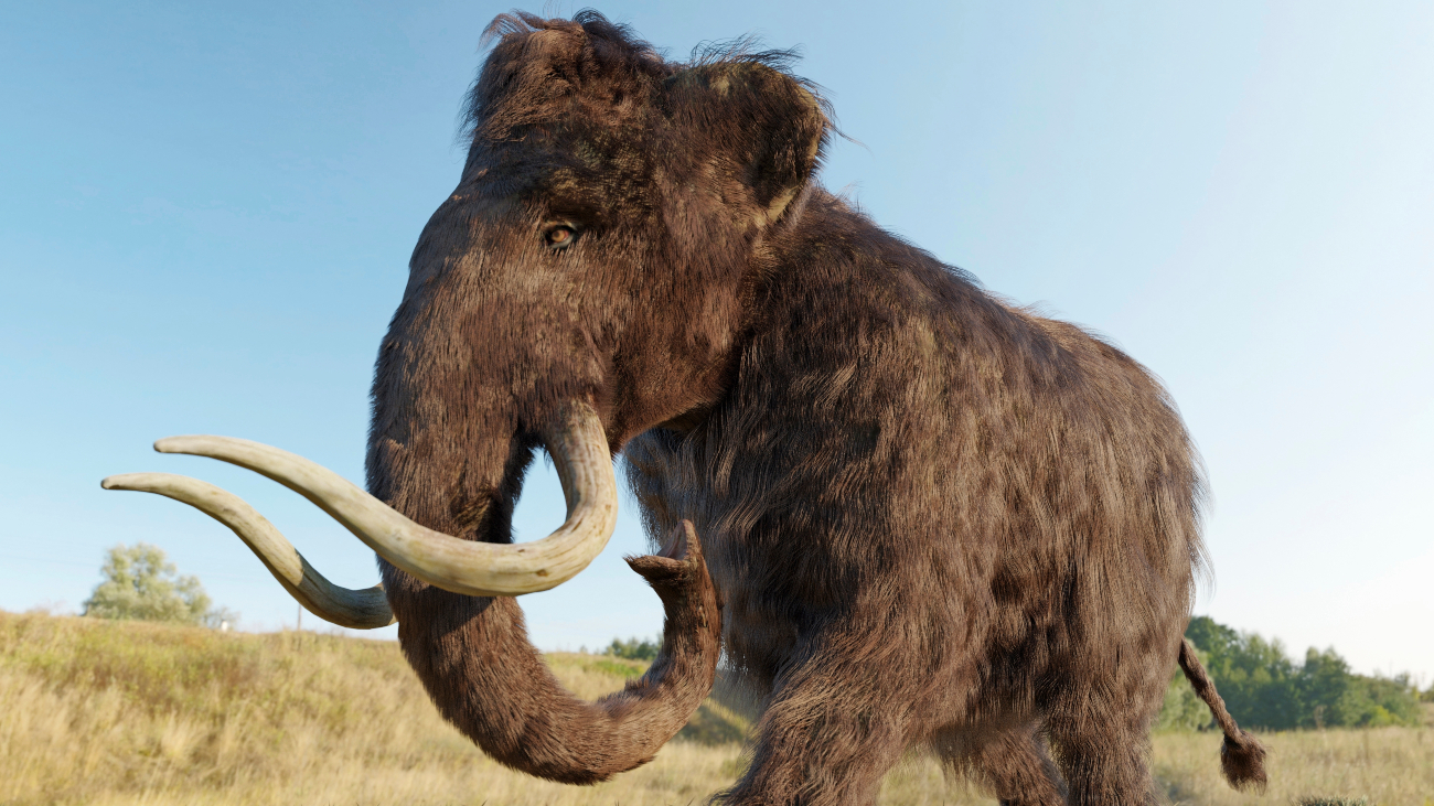 Een mammoet, bewoners van Doggerland jaagden op deze dieren.