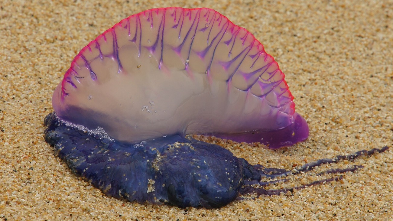 Portugees oorlogsschip op het strand