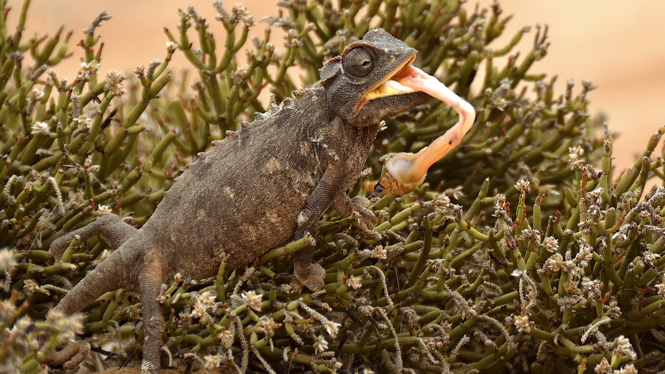 Woestijnkameleon vangt een insect. Het dier verandert net als de verf van kleur.