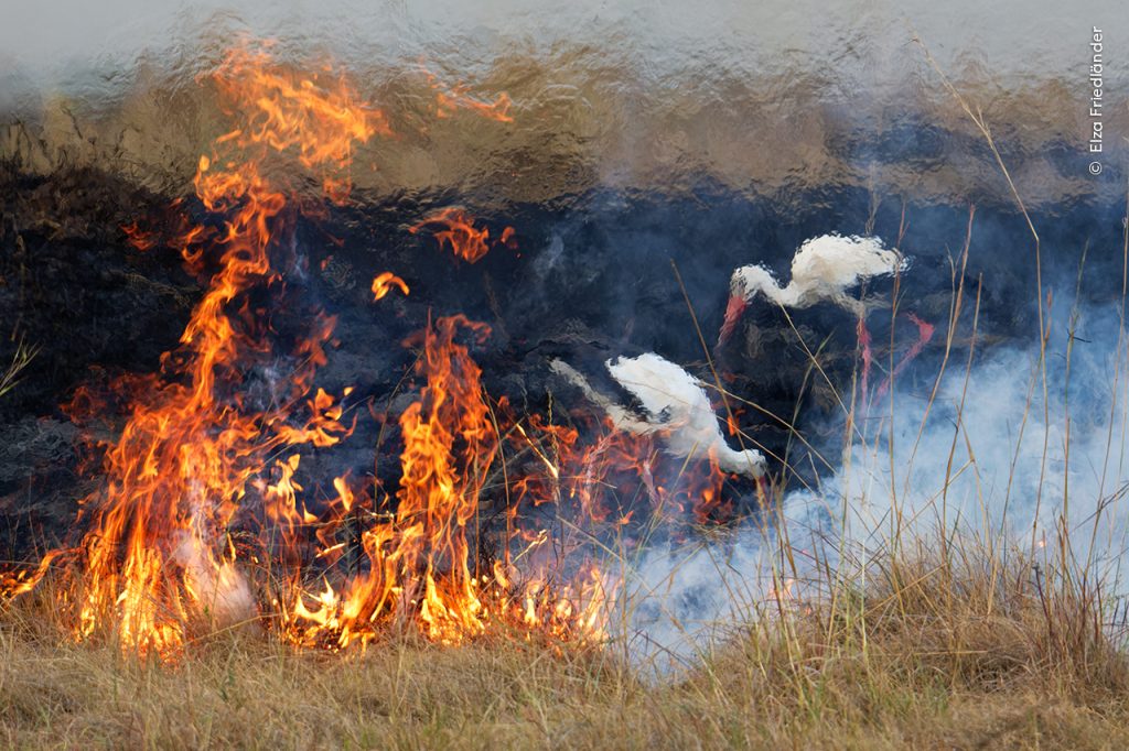 Twee ooievaars naast een gecontroleerde brand