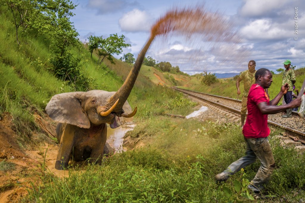 Gewonde olifant naast het spoor spuit bruinwater uit zijn slurf.