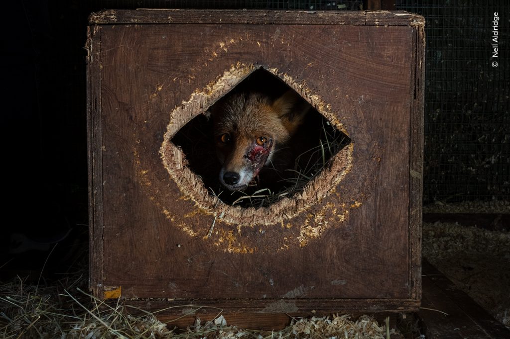 Vos met een gewond oog kijkt vanuit een gat door een houten kist.