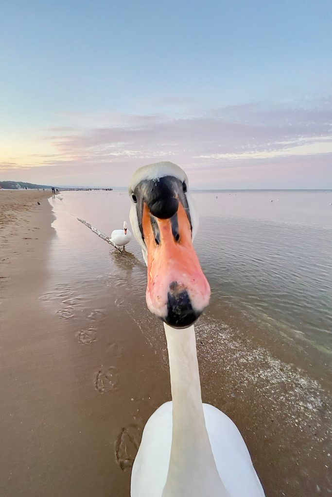 Een close-up van een zwaan waardoor het op een selfie lijkt. 