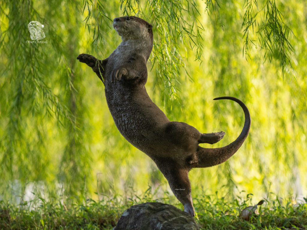 Een otter balanceert op één been en lijkt een beetje op een ballerina.