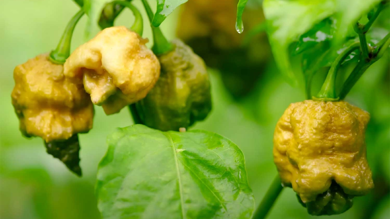 Pepper X is heetste peper ter wereld