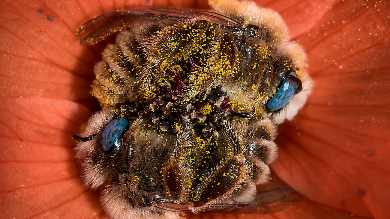 Twee bijen slapen in een rode bloem