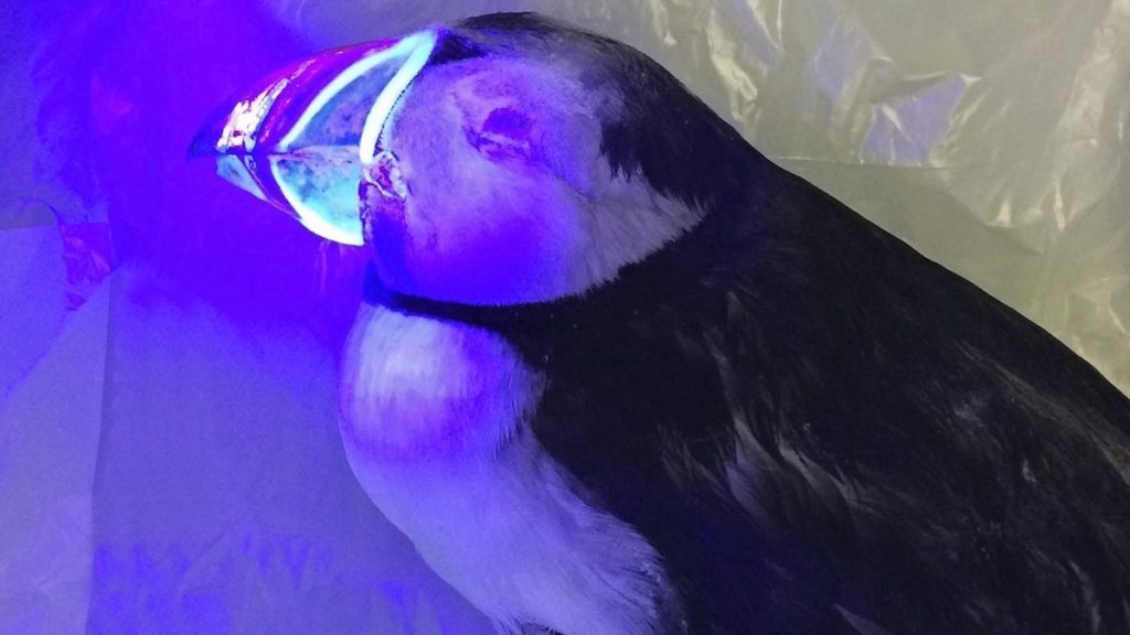 Op de snavel van een papegaaiduiker lichten blauwe strepen op 