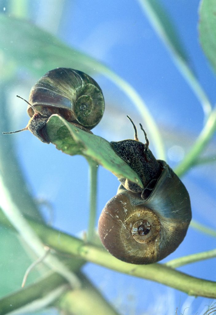 Twee zoetwaterslakken op een onderwaterplant, deze soort is een van de dodelijkste dieren.