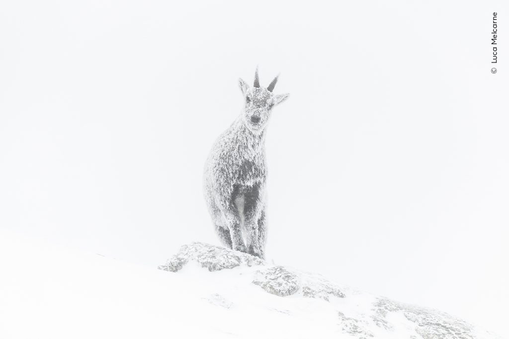 Een besneeuwde bok