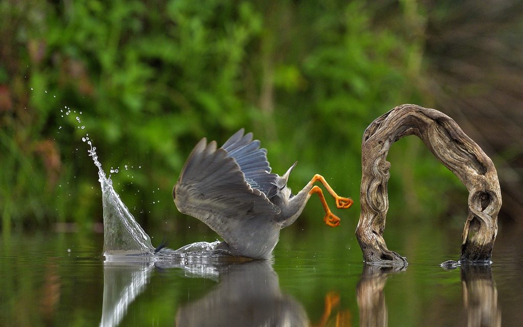 Een mangrovereiger in het water, met zijn hoofd eerst. Deze foto viel in de prijzen. 