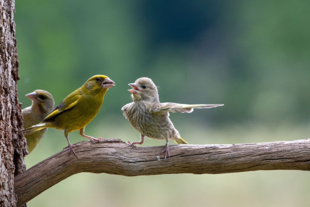 Een jonge groenvink op een tak van een boom lijkt te kibbelen met een volwassen exemplaar op dezelfde tak. Deze foto won twee prijzen.