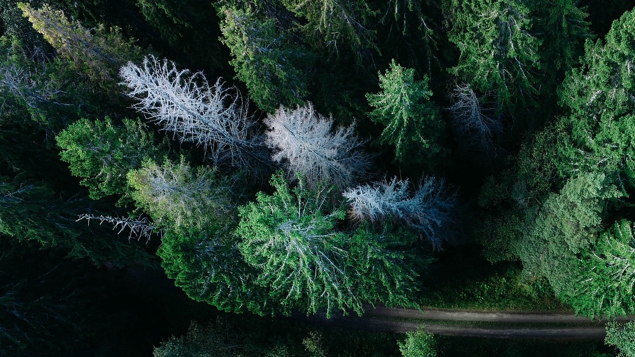 bovenaanzicht van bomen. Deze planten nemen in het weekend meer koolstofdioxide op