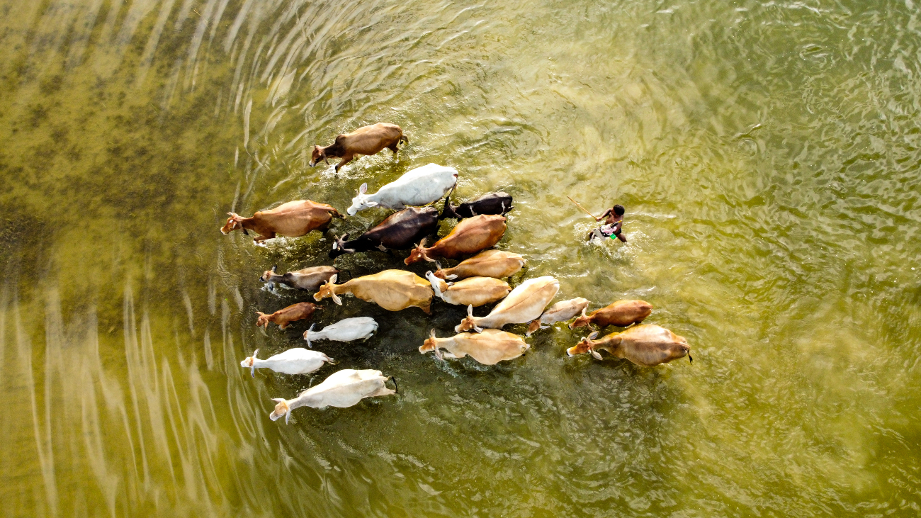 Dronefoto van een boer met zijn koeien in groen overstromingswater. Een winnaar van de Environmental Photographer of the Year-wedstrijd.