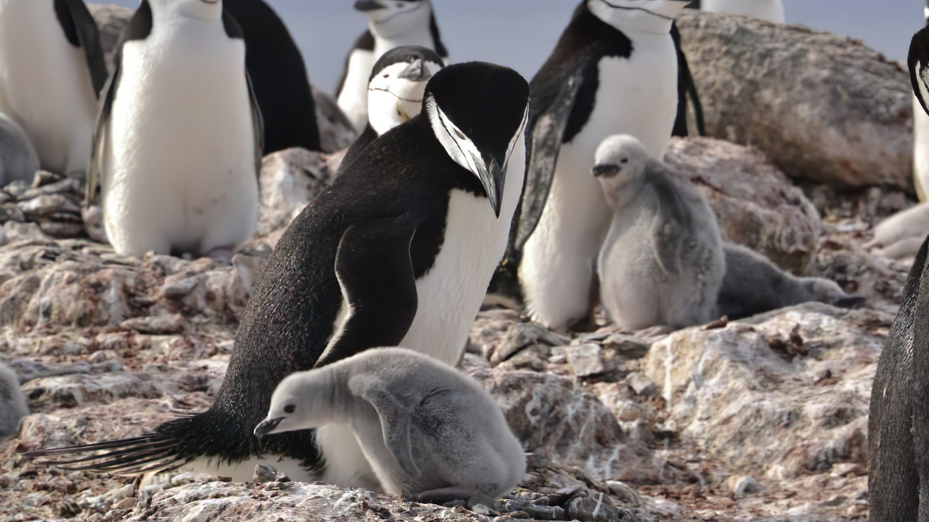 Meerdere stormbandpinguïns en meerdere jongen.