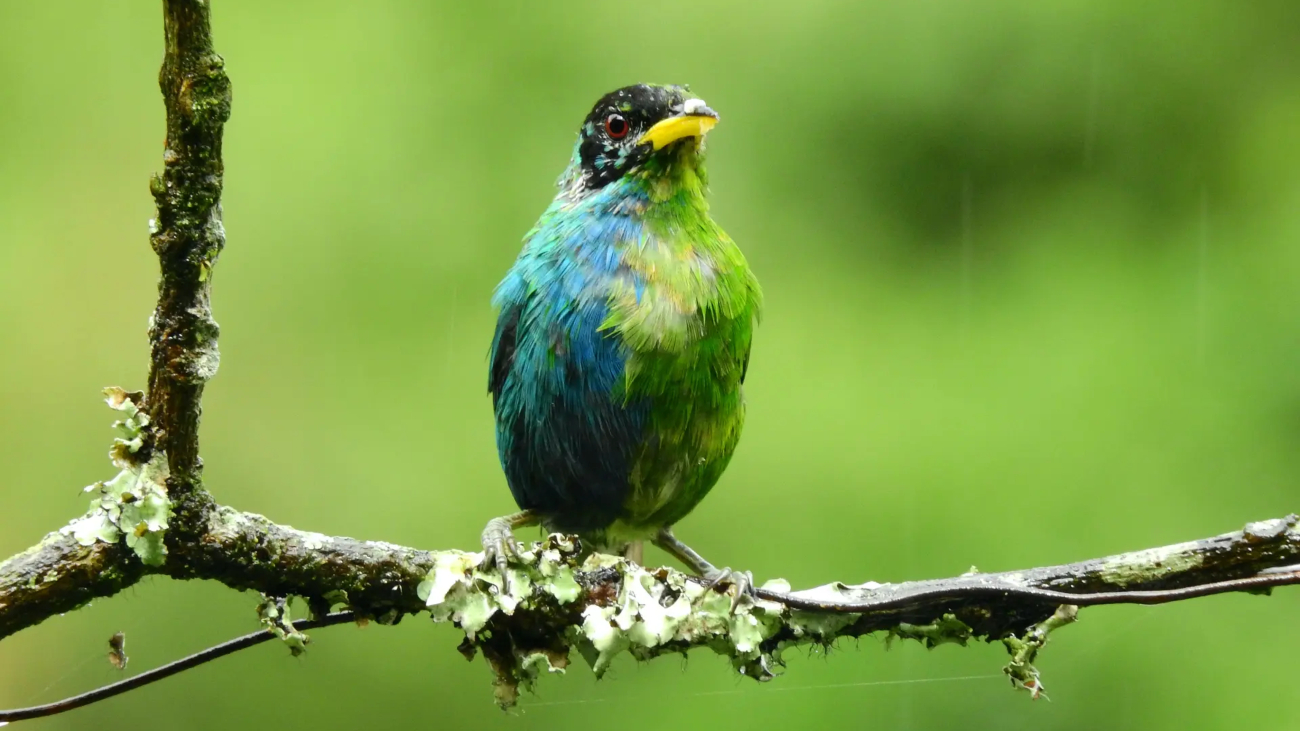 Groene suikervogel die half groen, half man, half blauw en half vrouw is. Dit fenomeen heet gynandromorfisme.