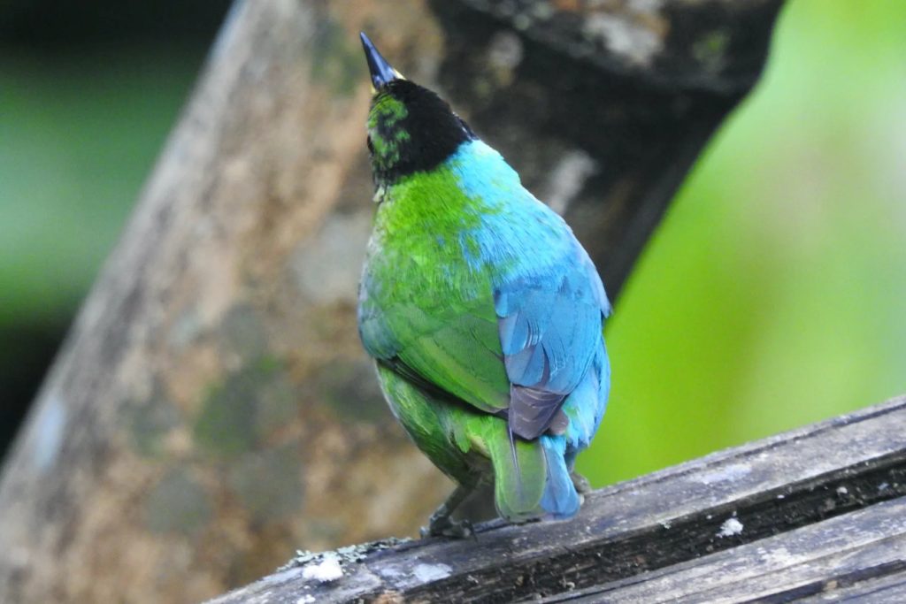 De achterkant van de groene suikervogel die half groen, half man, half blauw en half vrouw is. Dit fenomeen heet gynandromorfisme.