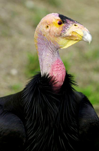 Californische condor