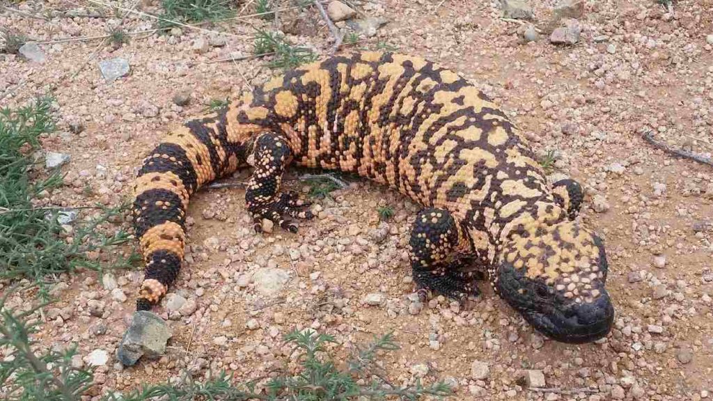 gilamonster