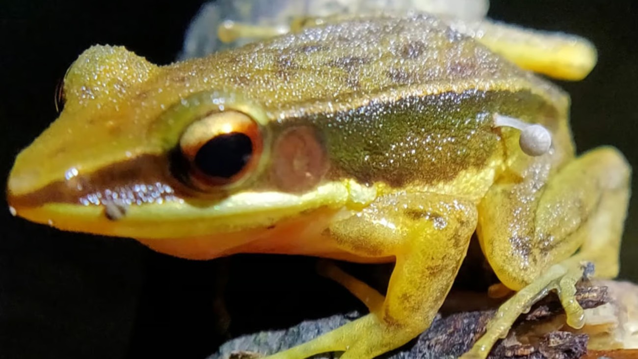 Paddenstoel groeit uit zijkant van kikker