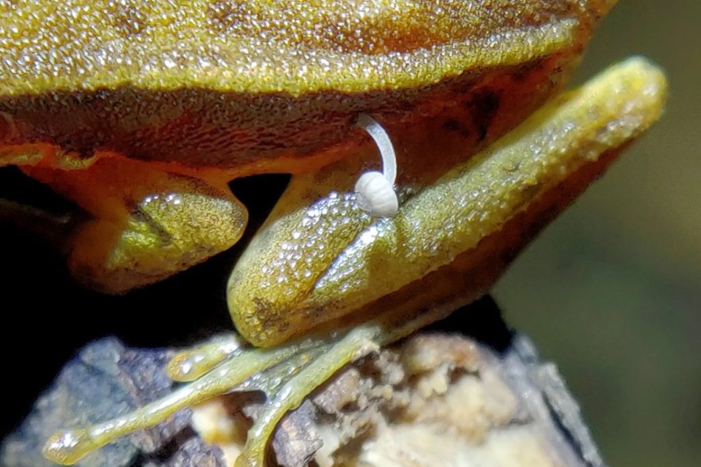 Ingezoomde foto van de paddenstoel die uit de kikker groeit. 