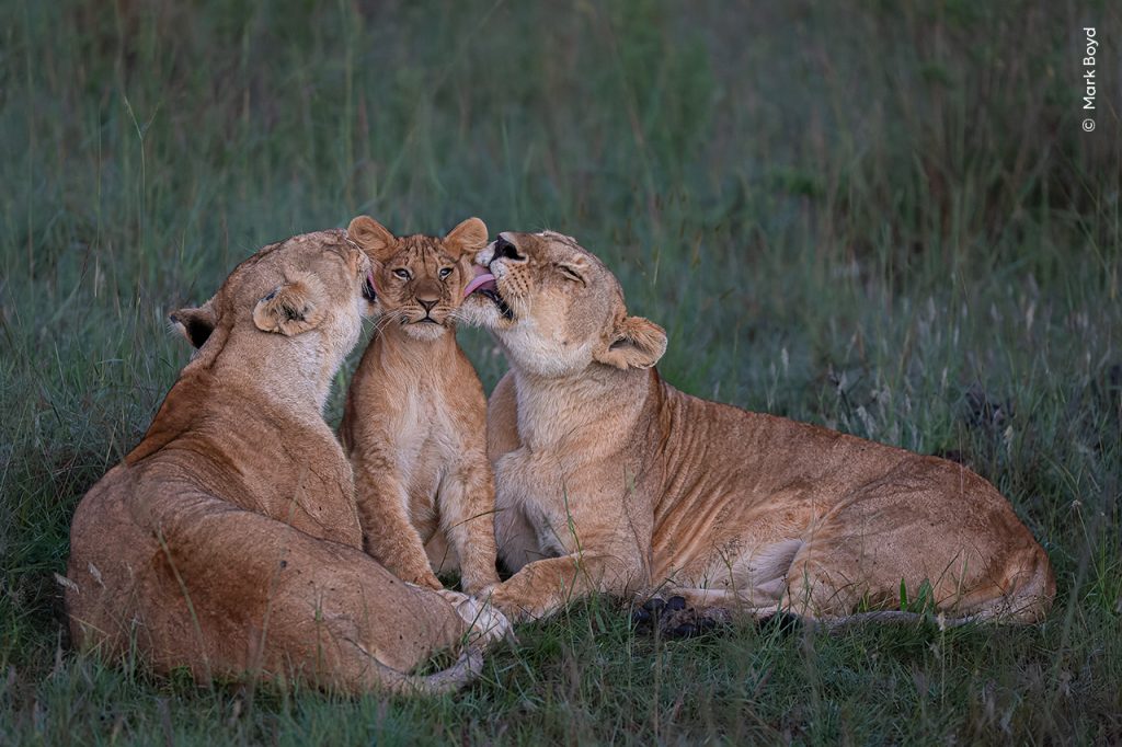 Twee leeuwinnen likken het gezicht van hun welp. Runner up van de publieksprijs van de  Wildlife Photographer of the Year-competitie.