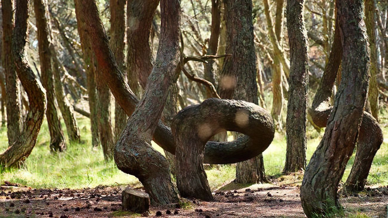 Dancing Forest, mysterieus natuurfenomeen in Rusland