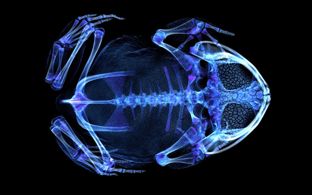 Gekleurde CT-scan van een pad (Brachytarsophrys carinense)