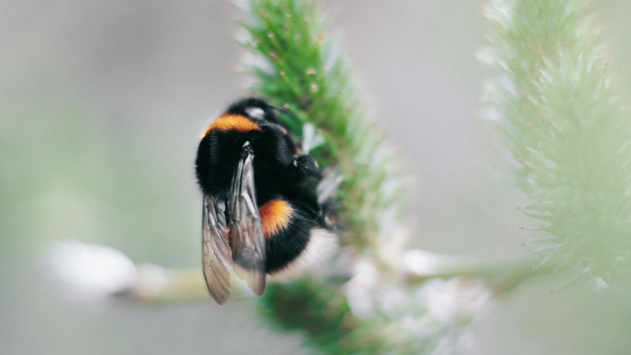 Hommel