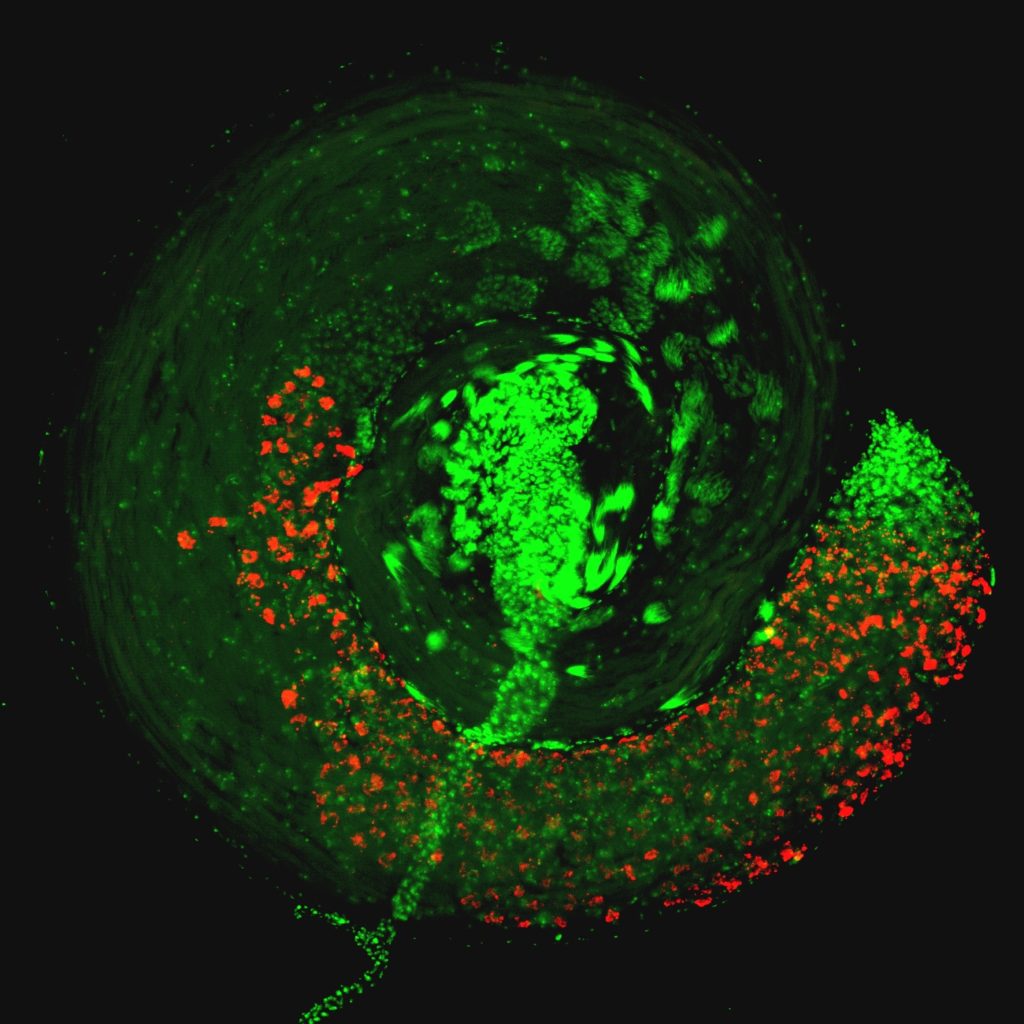 Een microscopische foto met daarop in groen zichtbaar de Wolbachia-bacteriën in de zaadballen van een fruitvlieg.