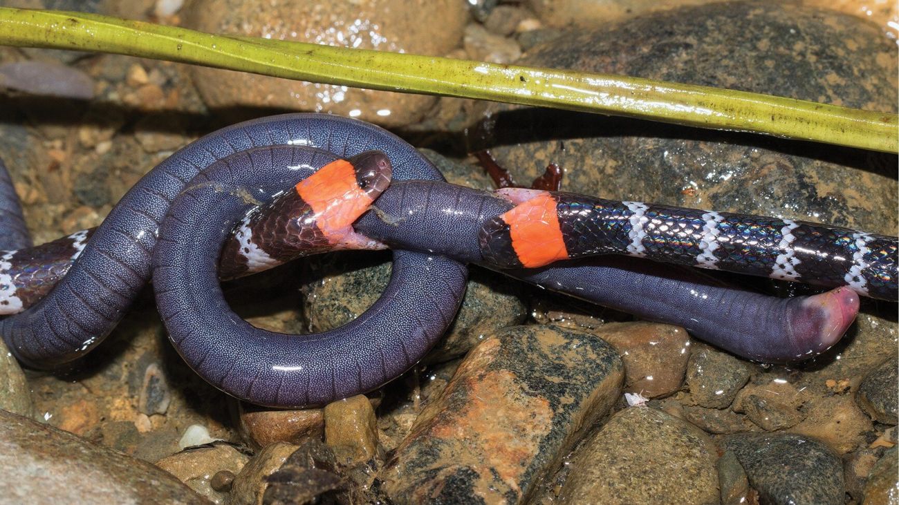 Twee koraalslangen vechten om dezelfde wormsalamander